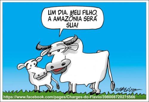 gado na Amazônia