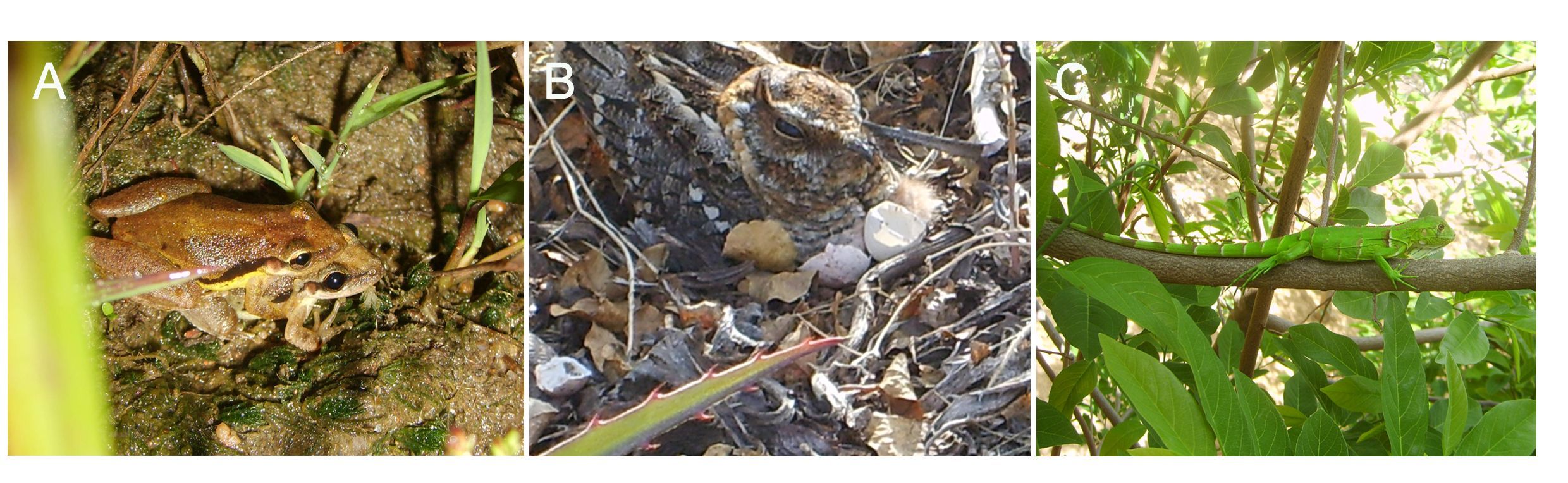 Figura 4. Alguns animais típicos da Caatinga, como as rãs (A), bacurauzinho-da-caatinga (B) e o camaleão (C).