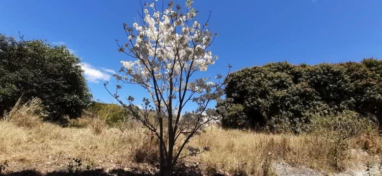 As belas paisagens caatingueiras do sertão semiárido têm direito a cuidados e proteção!