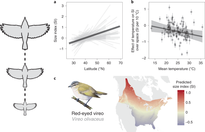 variação morfológica das aves ao longo do tempo