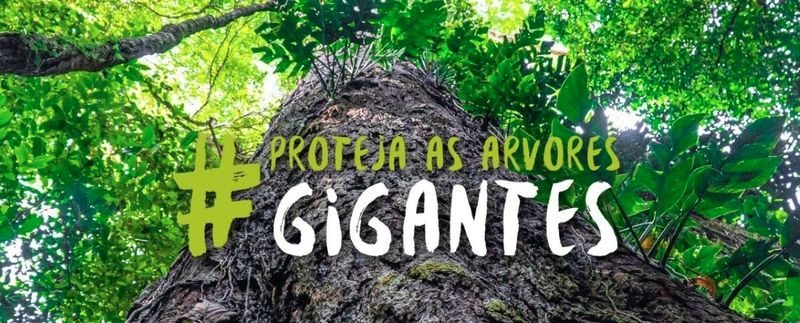 proteja as árvores gigantes da Amazônia