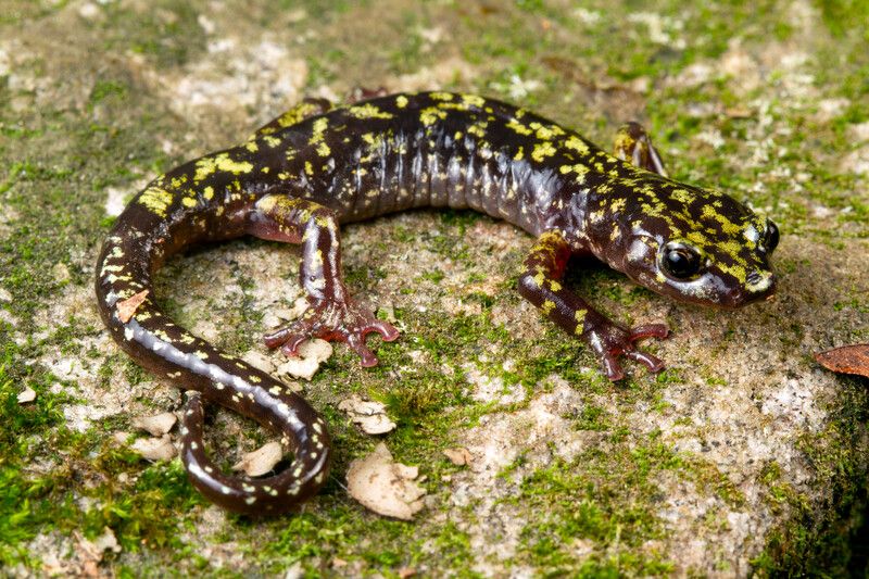 salamandra verde Hickory Nut Gorge