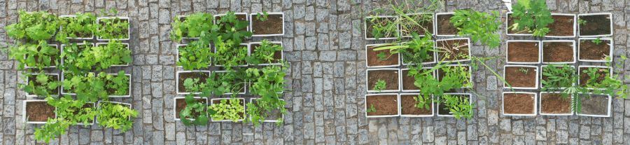 bandejas com as amostras do solo do banco de sementes e as plantas germinadas