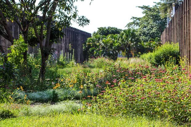 jardim de sequeiro da universidade de Brasília