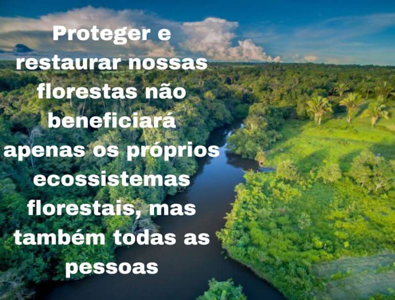 proteger e restaurar nossas florestas não beneficiará apenas os próprios ecossistemas florestais, mas também todas as pessoas